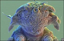 tardigrade_1