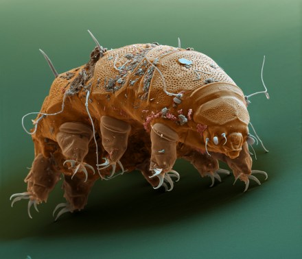 tardigrade 3